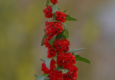 Chenopodium foliosum (Cülek)