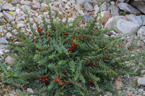 Chenopodium foliosum (Cülek) b