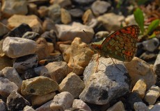 Niyobe  (Argynnis niobe)