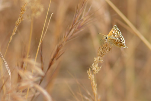 acem-kanataltı-yatay