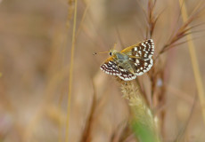 Acem Zıpzıpı (Spialia phlomidis)