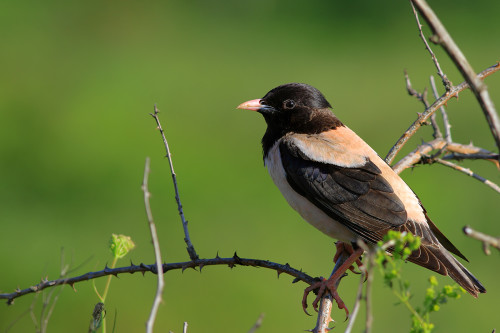 ala-sığırcık-yatay