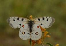 Apollo (Parnassius apollo)