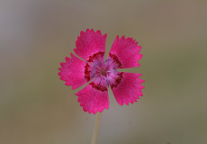 Dianthus zonatus var. zonatus (Kaya Karanfili)