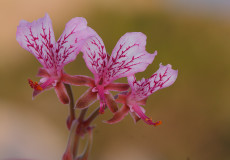 Pelargonium endlicherianum (Solucanotu)