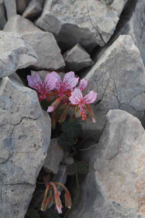 babadağ-orkide-ortam