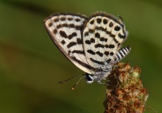 Balkan Kaplanı (Tarucus balkanicus)