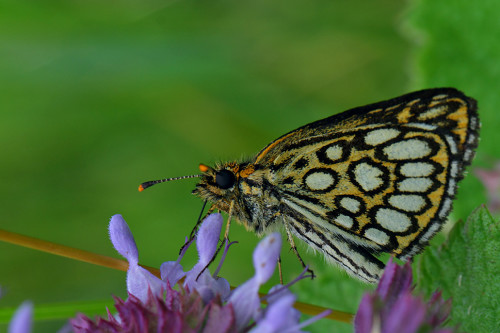 beyaz-benekli-zıpzıp-2