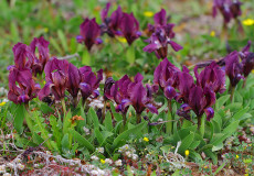 Bodur Süsen Iris suaveolens (Iris suaveolens)
