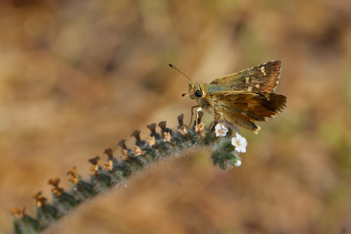 boncuk-koyu-2 akdeniz zıpzıpı