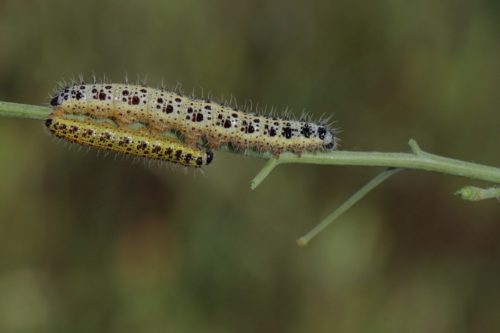 büyük-beyaz-tırtıl
