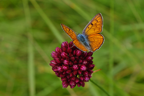 büyük mor bakır 2