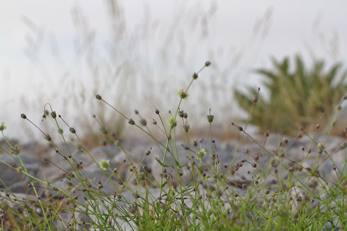 dal-çayı-ortam Sideritis pisidica