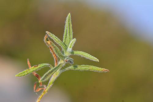 dal-çayı-yaprak Sideritis pisidica