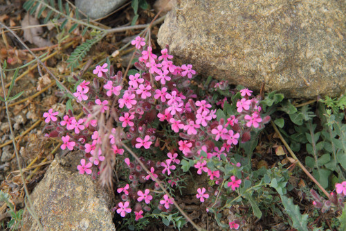 davşan-dağın-çiçekler-13-a