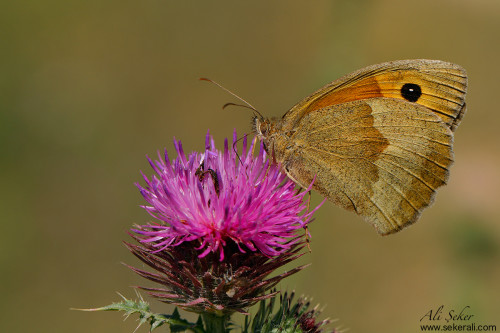 davşandağı-çayır-esmeri-mi-2 copy