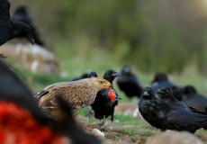 Şah Kartal (Aquila heliaca)