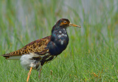 Dövüşkenkuş  (Philomachus pugnax)