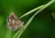 Ebegümeci Zıpzıpı (Pyrgus malvae)