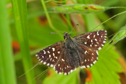 ebegömeci zıpzıpı