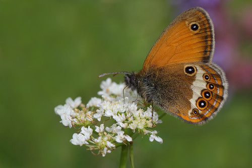 funda-zıpzıpı-galeri