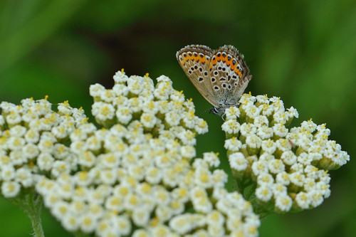 gümüş lekeli esmergöz