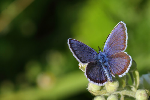 gümüş lekeli esmergöz mü 2