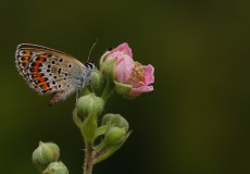Gümüş Lekeli Esmergöz  (Plebejus argus)