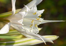 Kum Zambağı (Pancratium maritimum)