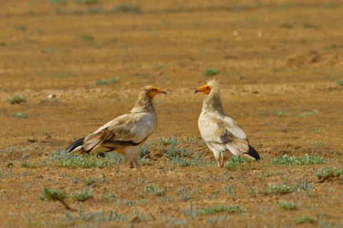 küçük-akbaba-çift-yer