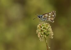 Kızıl Zıpzıp (Spialia orbifer)