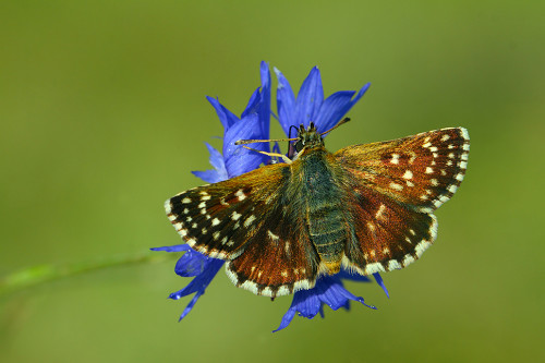 kızıl zıpızıp 1
