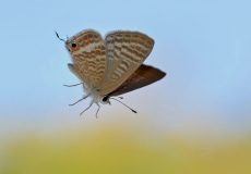 Lampides (Lampides boeticus)