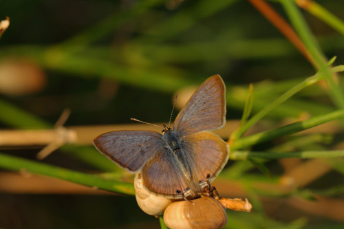 lampides-kanatüstü