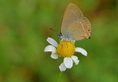 Minik Sevbeni (Satyrium acaciae)
