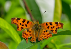Yırtık Pırtık (Polygonia c-album)