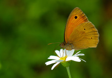 Çayır Esmeri (Maniola jurtina)