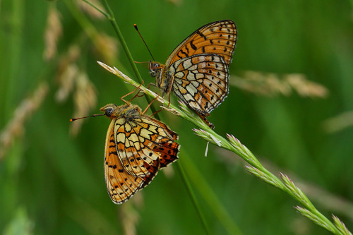 çift noktalı brendis mi 2