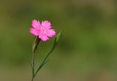 Dianthus pubescens (Nare)