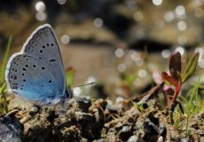 Çokgözlü Amanda (Polyommatus amends)