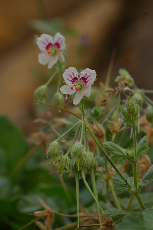 ısparta’nın-.içekler-1  Erodium pelargoniiflorum