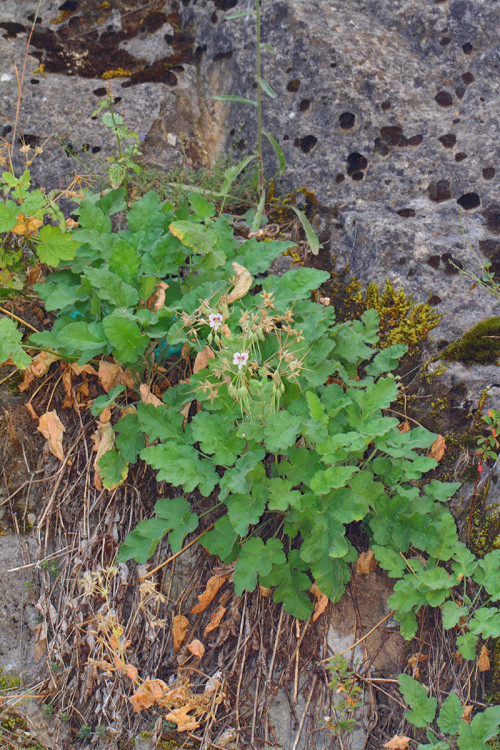 ısparta’nın-çiçekler-1-b  Erodium pelargoniiflorum