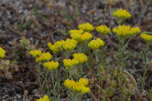 ıspartanın çiçekleri 13 b Helichrysum plicatum subsp. plicatum (Mantuvar)