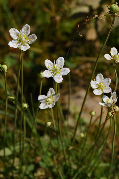 ıspartanın çiçekleri 2 b  Parnassia palustris (Yürekyaprağı
