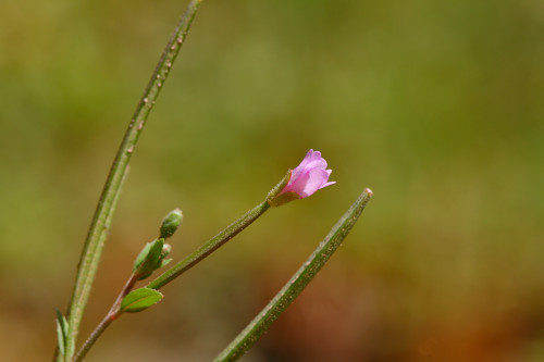 ıspartanın çiçekleri 4  Epilobium parviflorum