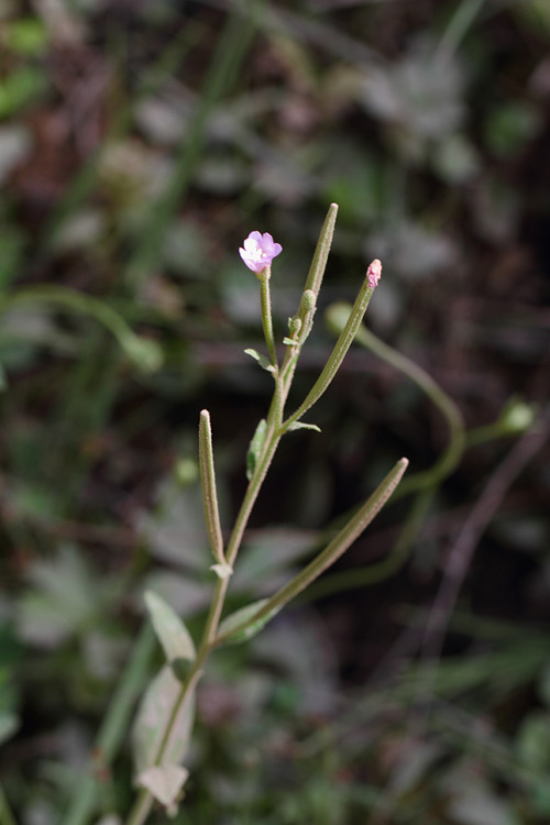 ıspartanın çiçekleri 4 c  Epilobium parviflorum