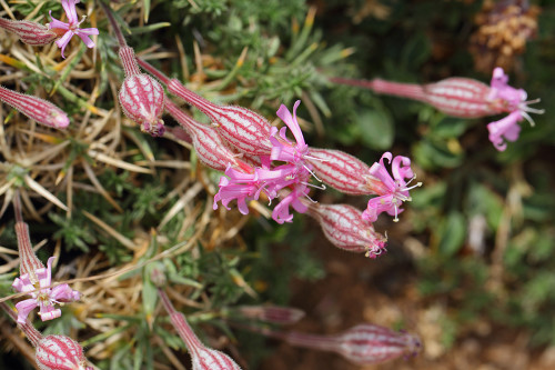 ıspartanın-çiçekleri-5-b  Silene caryophylloides subsp. echinus (Kirpi nakılı)