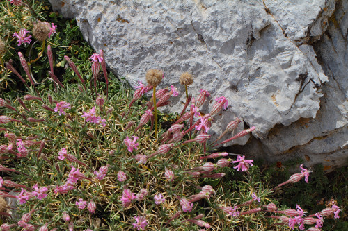 ıspartanın-çiçekleri-5-c  Silene caryophylloides subsp. echinus (Kirpi nakılı)