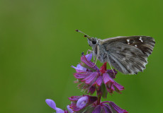 Şark Zıpzıpı  (Carcharodus orientalis)