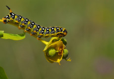 Hyles euphorbiae  (Sütleğen Atmaca Güvesi)